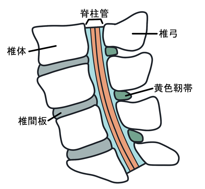背骨がつぶれるように折れる？脊椎椎体骨折とは